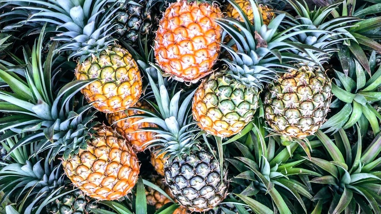 Pineapples.today domain name for sale